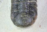Bargain, Austerops Trilobite - Morocco #66352-3